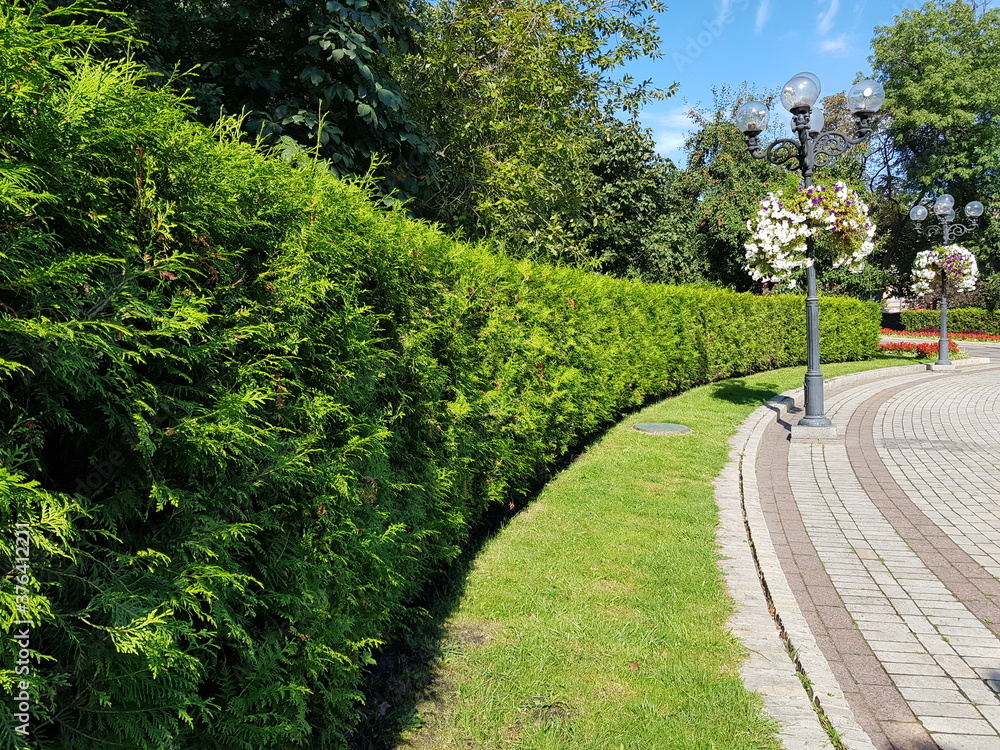 alley in the park. Green hedge in a landscape park. The season is summer. Green park area alley in the park. Green hedge in a landscape park. The season is summer. Green park area