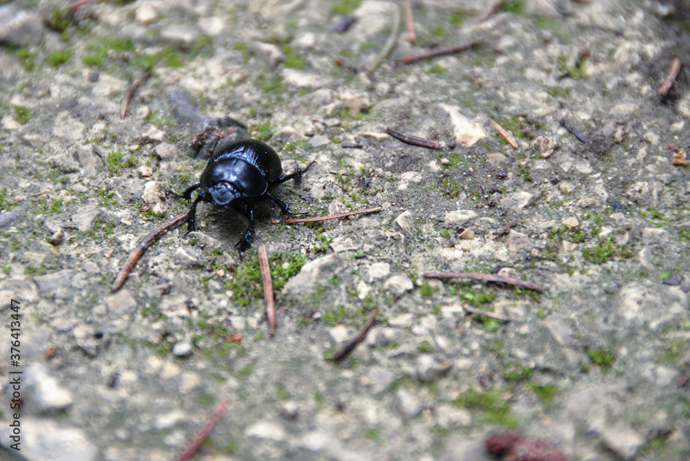 schwarze Baggerkäfer auf kleine Steine im Wald , Makro aufnahme schwarze Baggerkäfer auf kleine Steine im Wald , Makro aufnahme
