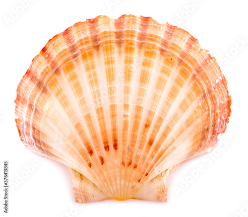 sea shell an isolated on white background.clipping path