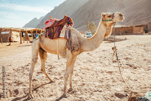 Camel ride at desert safari in Egypt. Camels Resting in The Thar Desert