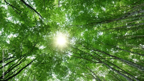 Bottom up view of lush green foliage of trees with afternoon sun. Sun breaks through the branches of the trees. Walking through the beech forest with large green trees. Summer background. High quality photo