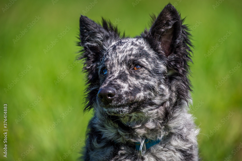 mudi dog in the grass active mudi dog in the grass active