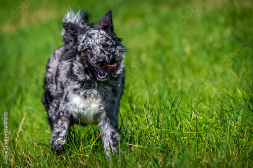 Wallpaper Mural mudi dog in the grass active Torontodigital.ca
