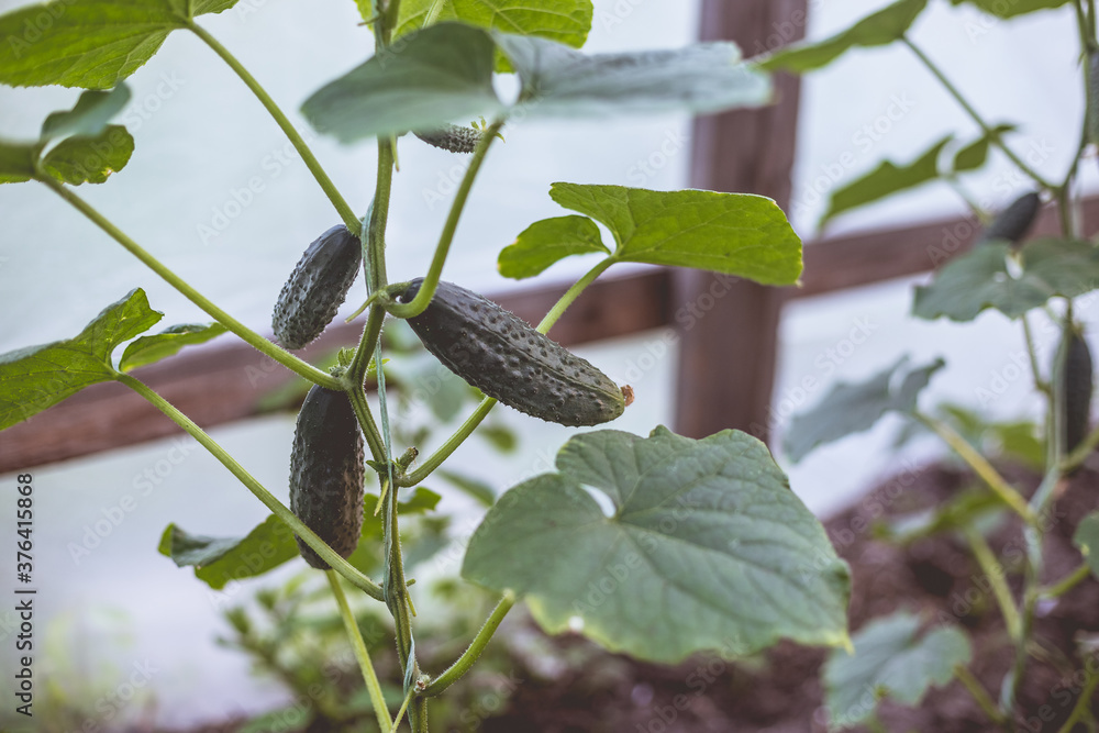 Growing cucumbers in a makeshift little home greenhouse. The concept of home gardening. Growing cucumbers in a makeshift little home greenhouse. The concept of home gardening.
