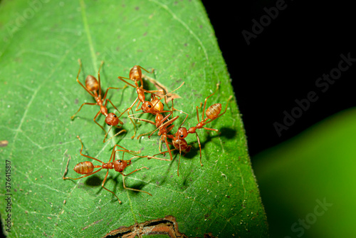 Red ants are helping bring the dead ant back to its nest.
