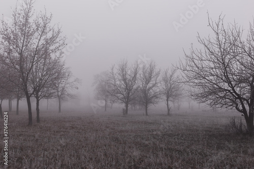 Autumn landscape with trees in thick fog and frost on the branches