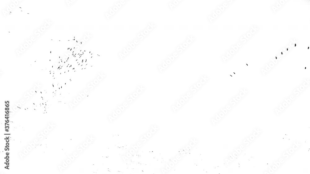Real flock of birds flying - 09 with alpha channel ready to insert in your #vfx works as a separate layer Real flock of birds flying - 09 with alpha channel ready to insert in your #vfx works as a separate layer