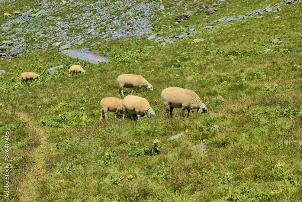 Fototapeta premium Schafe grasen auf einer Wiese auf dem Pizol in der Schweiz 7.8.2020