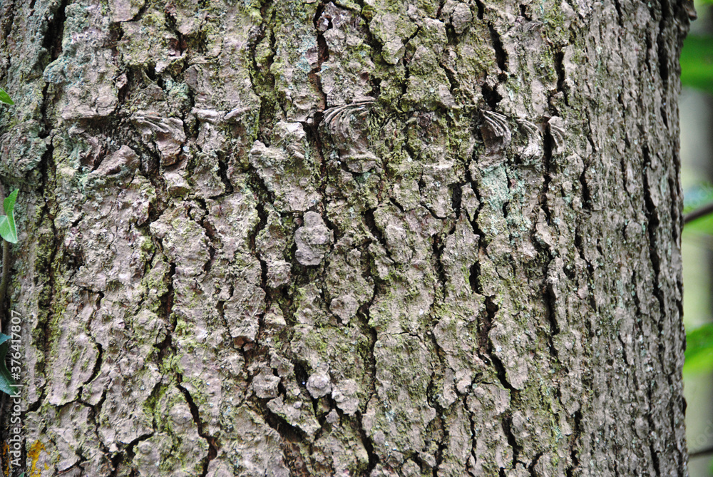 Holzrinde für Hintergrund Holzrinde für Hintergrund