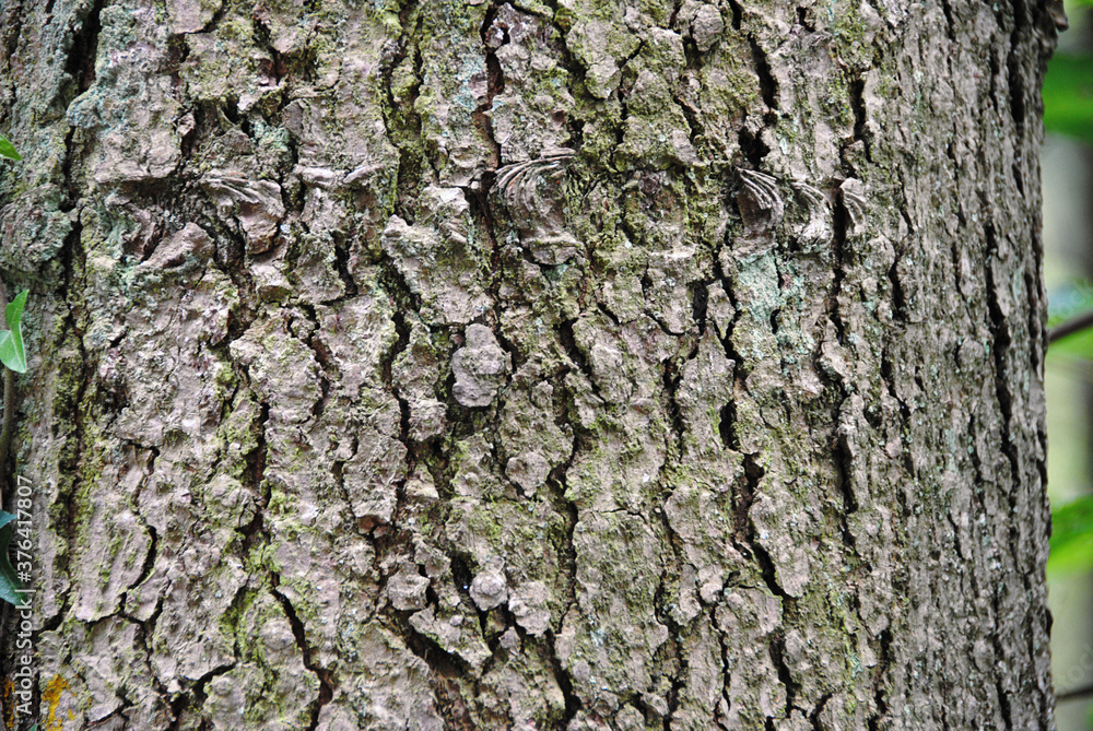 Holzrinde für Hintergrund