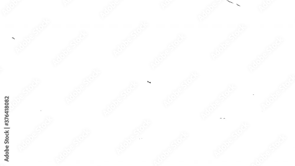 Real solitary birds flying - 06 with alpha channel ready to insert in your #vfx works as a separate layer Real solitary birds flying - 06 with alpha channel ready to insert in your #vfx works as a separate layer