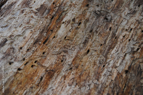 holz mit kleine löchern, rau hintergrund