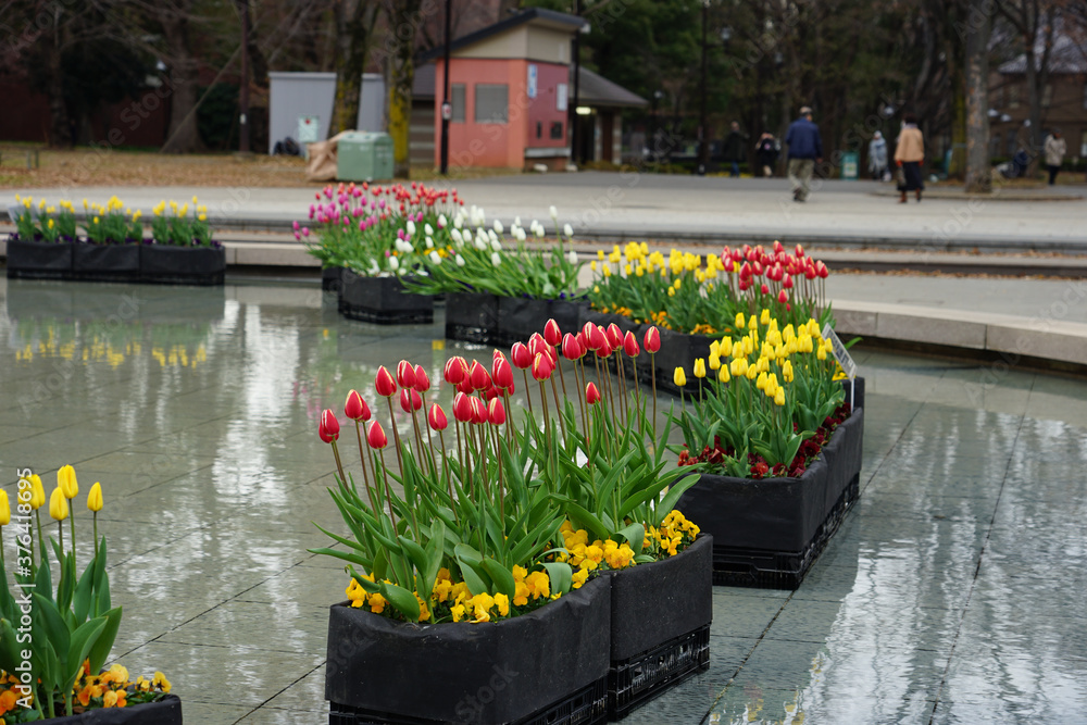 上野公園の大噴水、噴水池に並ぶ沢山のチューリップ