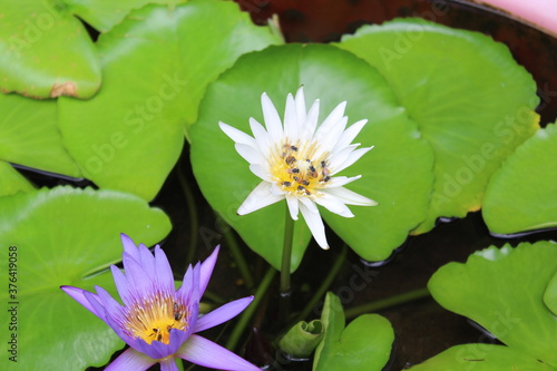 pink lotus flower