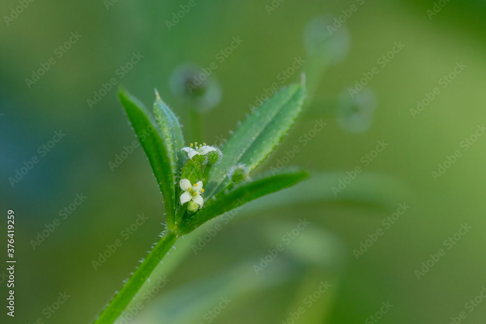 The Cleavers (Galium aparine) have been used in the traditional