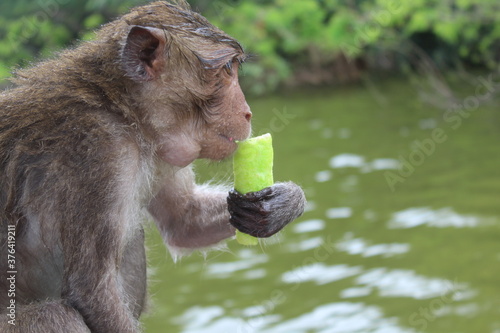 young monkey eating 