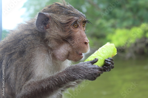 portrait of a monkey