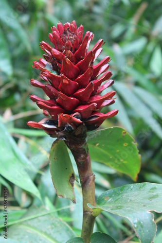 red and green