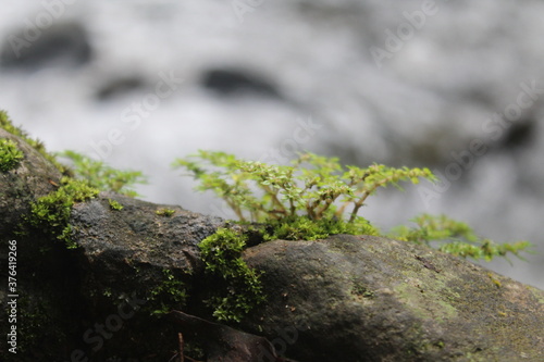 moss on the rock