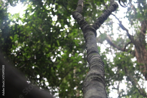 tree in the forest