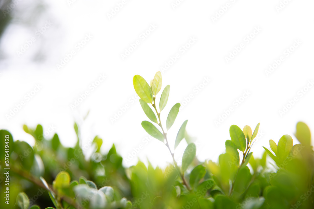 Obraz premium 葉っぱのハート