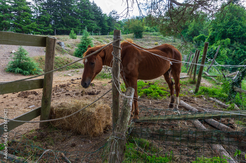 Young brown horse eating fresh hay in a fence in the countryside