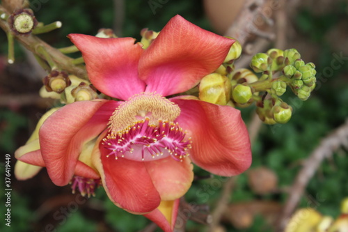 red and yellow flower