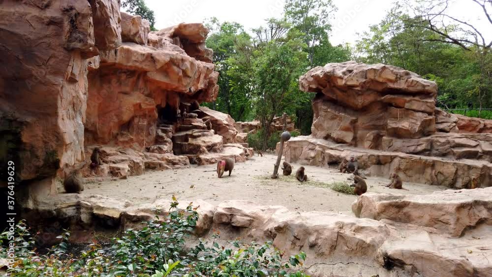 Little group of big brown monkey hamadryad eating, walking and resting in the open rocky area in zoo with waterfall. Little group of big brown monkey hamadryad eating, walking and resting in the open rocky area in zoo with waterfall.