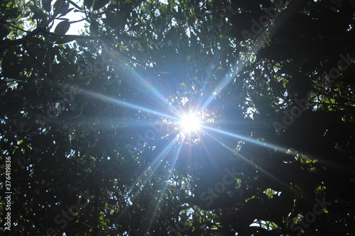 sun in the forest