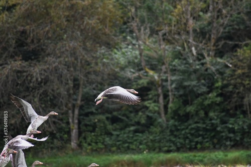 seagulls in flight