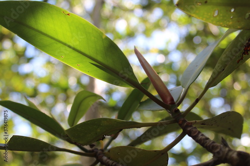 green leaves on a tree
