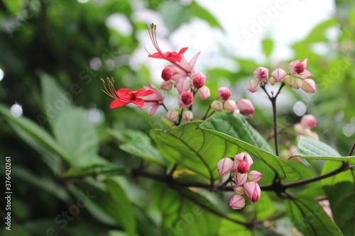 pink and white flowers