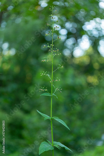 Scrophularia nodosa (also called figwort, woodland figwort, and common figwort) is a perennial herbaceous plant of the family Scrophulariaceae.