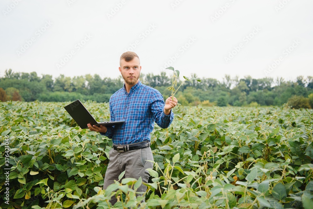 Farmer or agronomist examining green soybean plant in field Farmer or agronomist examining green soybean plant in field