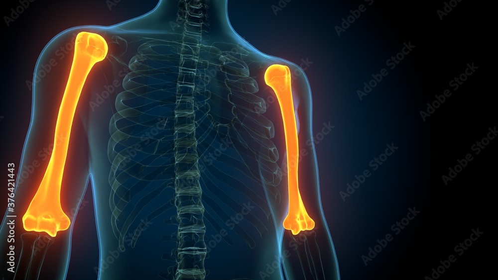 3d render of human body skeleton Humerus Bone anatomy 3d render of human body skeleton Humerus Bone anatomy