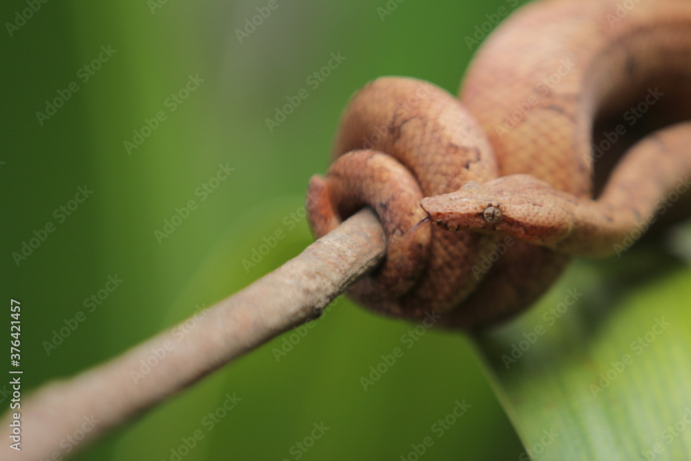 Candoia carinata snake, known commonly as the Pacific ground boa or the Pacific keel-scaled boa Candoia carinata snake, known commonly as the Pacific ground boa or the Pacific keel-scaled boa
