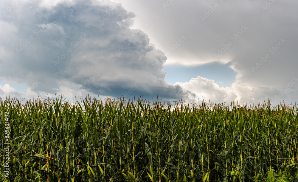 Closeup of maize plants in summer. Corn field background Closeup of maize plants in summer. Corn field background
