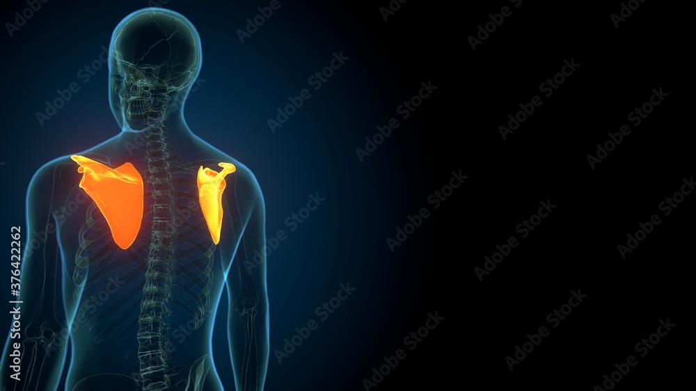 3d render of skeleton Scapula Bone bone Anatomy 3d render of skeleton Scapula Bone bone Anatomy