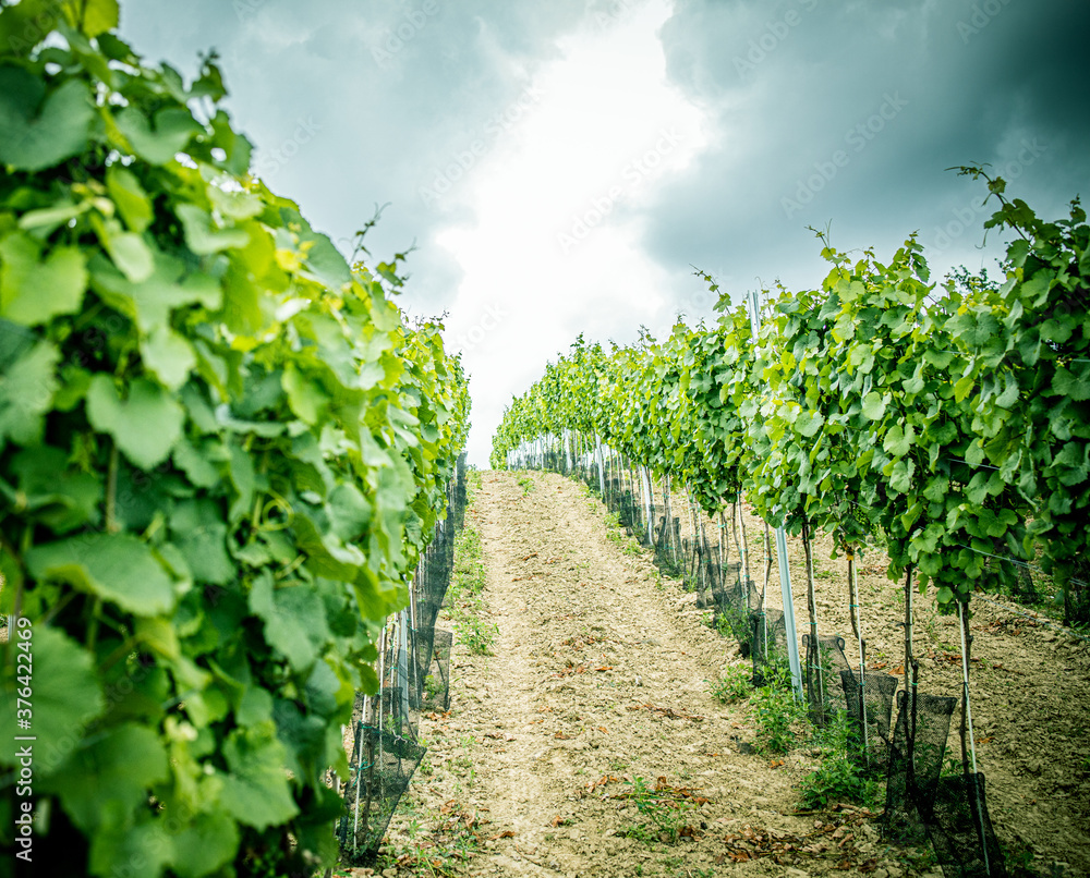  vineyard with white wine
