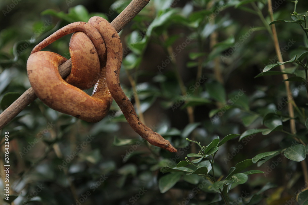 Candoia carinata snake, known commonly as the Pacific ground boa or the Pacific keel-scaled boa Candoia carinata snake, known commonly as the Pacific ground boa or the Pacific keel-scaled boa