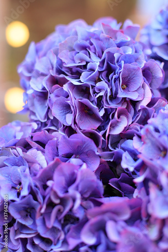 Young man holding a beautiful blossoming flower bouquet of purple Hydrangea. A bunch of purple hydrangeas. Natural flowers background. © Liudmyla