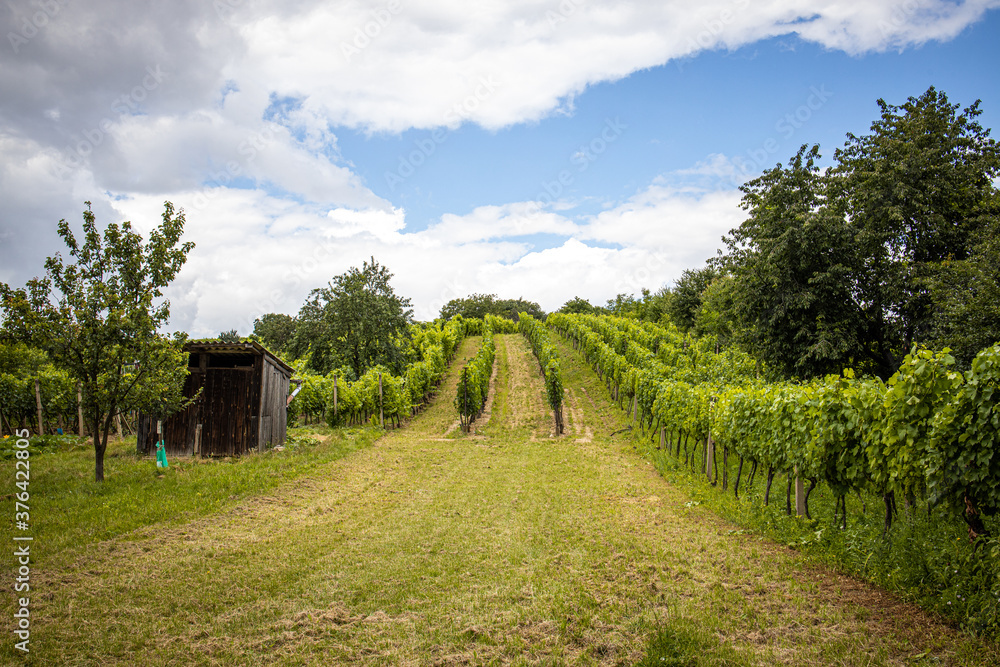 vineyard with white wine vineyard with white wine