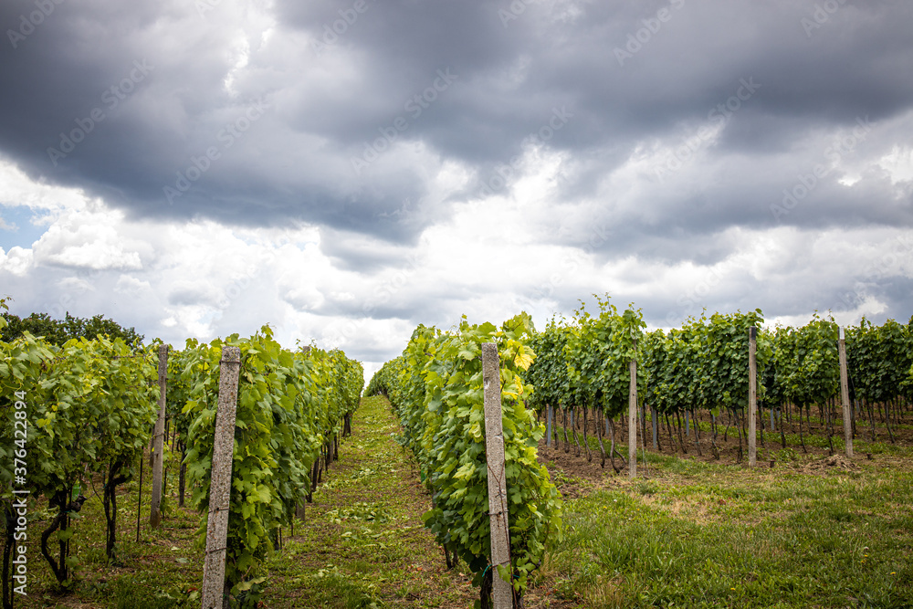 Obraz premium vineyard with white wine