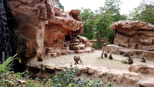 Little group of cute brown monkey hamadryad which eating, walking and resting in the open rocky area in zoo with waterfall. photo