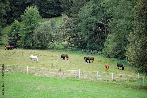 Fotografie Pferdekoppel