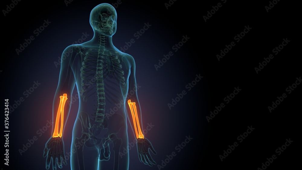 Human skeleton anatomy Ulna Bone 3D Rendering For Medical Concept
Human skeleton anatomy Ulna Bone 3D Rendering For Medical Concept