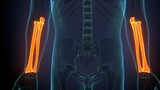 Human skeleton anatomy Ulna Bone 3D Rendering For Medical Concept

