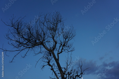 Silhouette of dying tree during dawn. © rifky