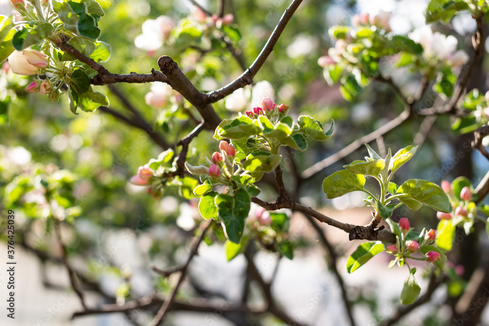 Beautiful apple tree branch Beautiful apple tree branch
