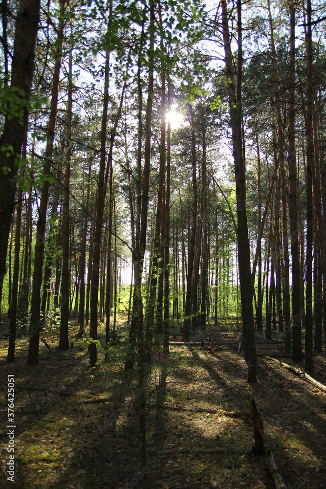 Naklejka premium path in the forest